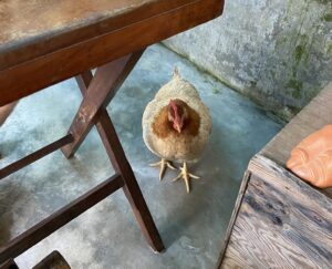 One of the friendly chickens at Chickpea Eatery in Hoi An