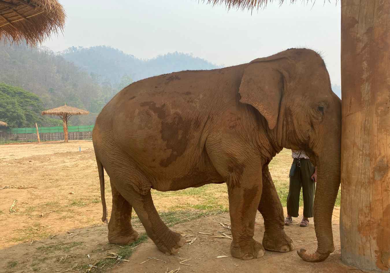 An elephant at the Elephant Nature Park
