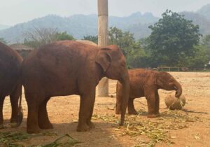 Two elephants at Elephant Nature Park