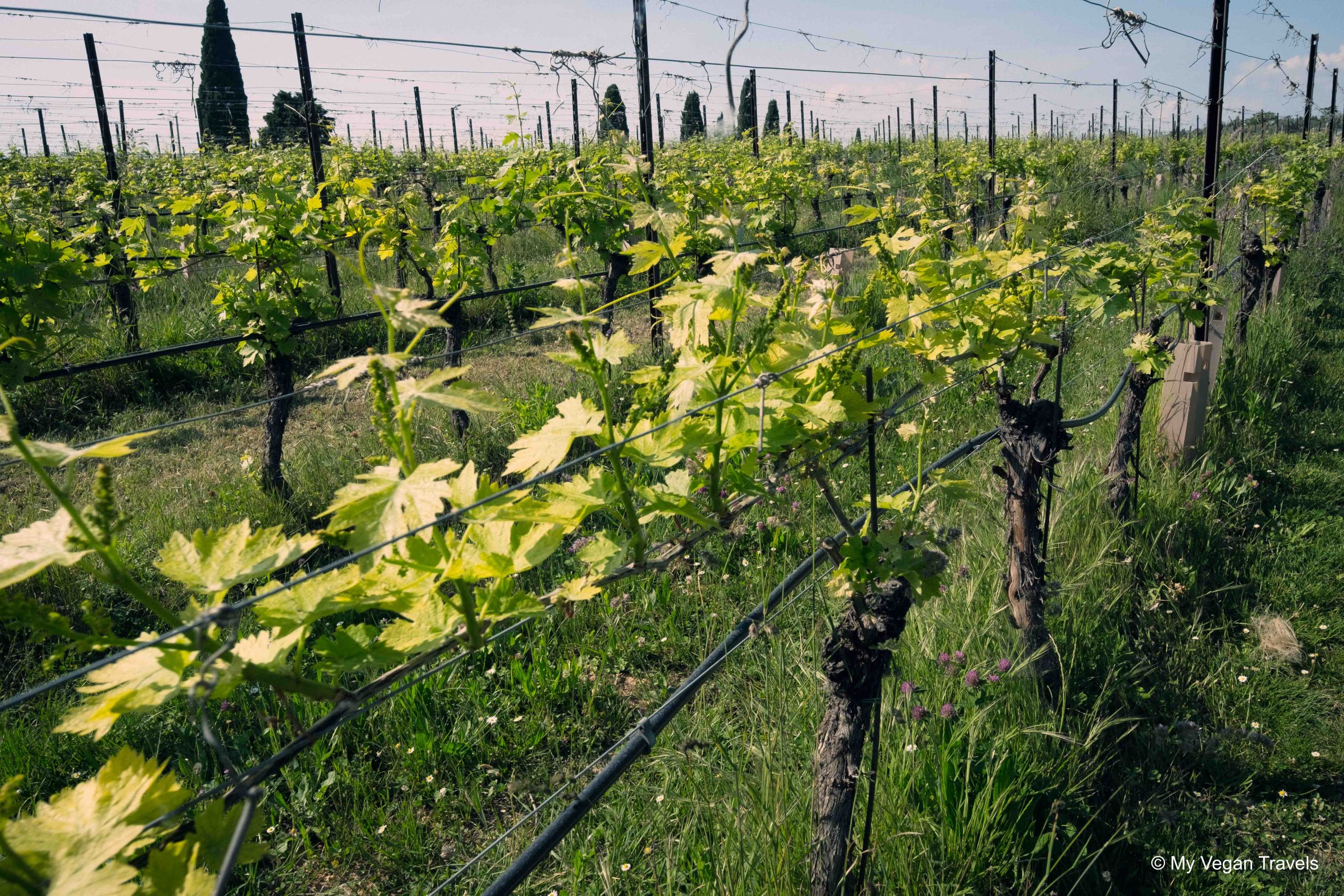 A line of vines in a vineyard in Verona - for this blog on things to do in Verona